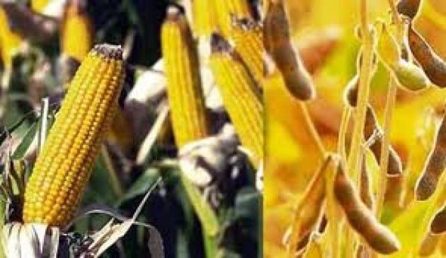 Soja y maíz, expuestos a realidades diferentes