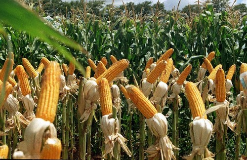 Sigue la baja, y le da un golpe duro a los productores de maíz