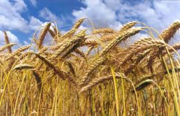 Existencia de trigo y la necesidad de una buena siembra
