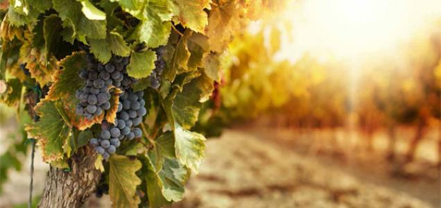 La inflación ahoga el auge de la exportación de vinos en Argentina
